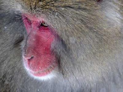 Rednote Draws a Line Between China and the World