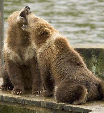 Christopher Mitchell