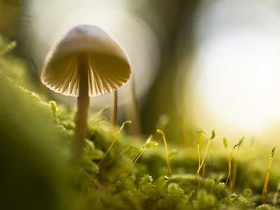 Conspiracy theories are swirling about the White House Correspondents’ Dinner shooting