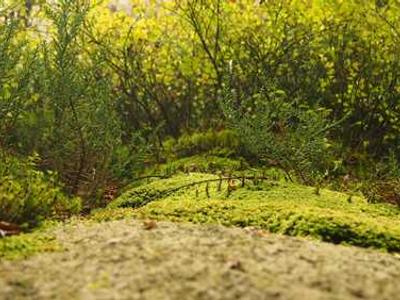 Ideas: Community building, machine learning, and the future of AI