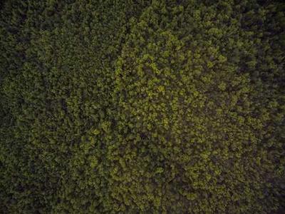 Scientists discover a strange property in rice and turn it into a smart material